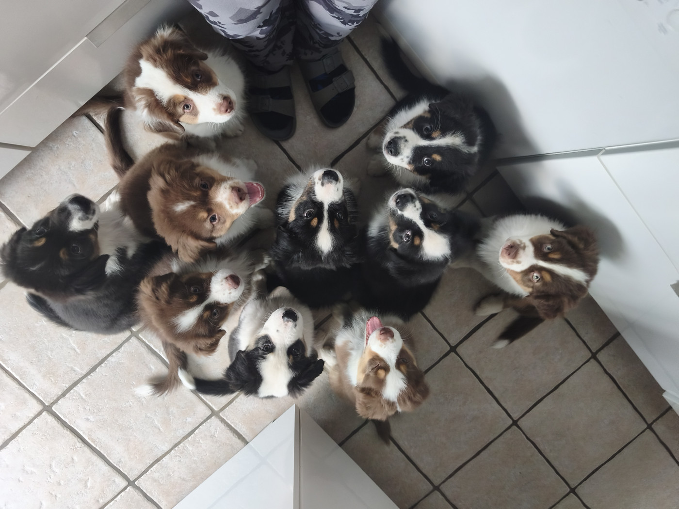 Chiot Berger Australien Gérald Mouraux