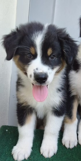 Gérald Mouraux - Chiots disponibles - Berger Australien