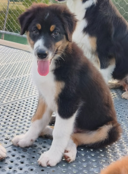Gérald Mouraux - Chiots disponibles - Berger Australien