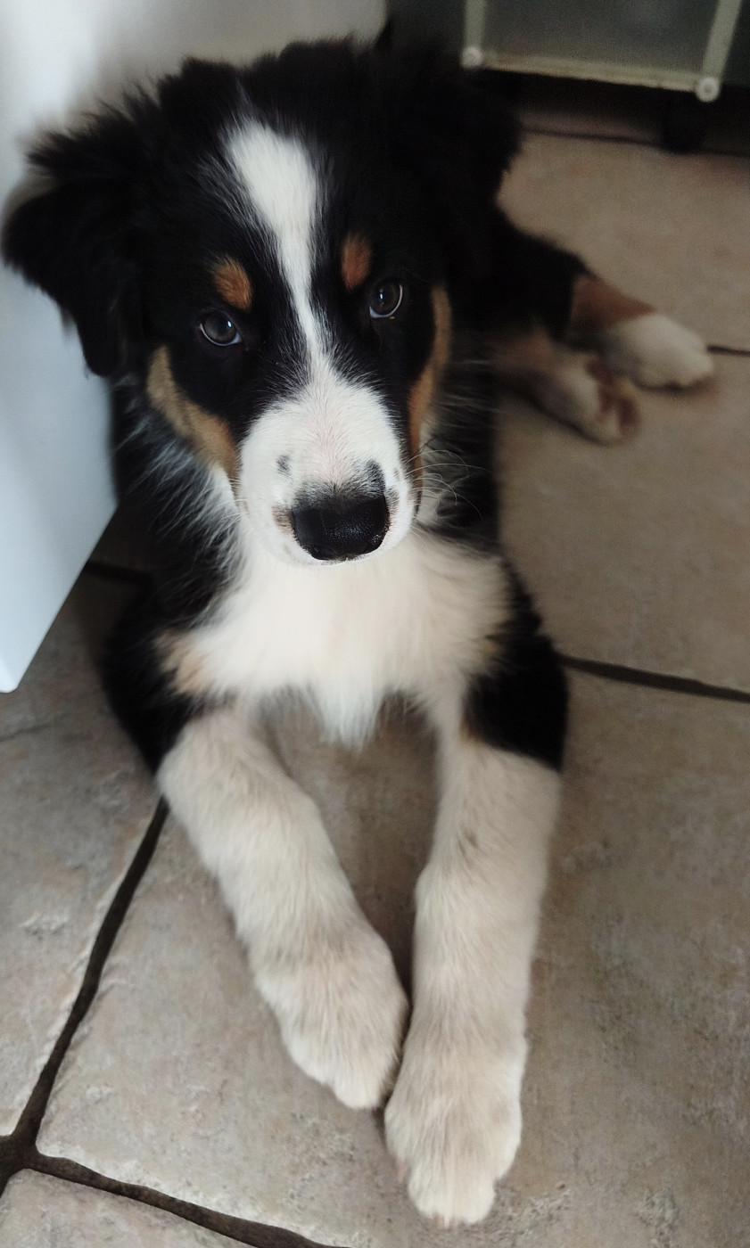 Gérald Mouraux - Chiots disponibles - Berger Australien