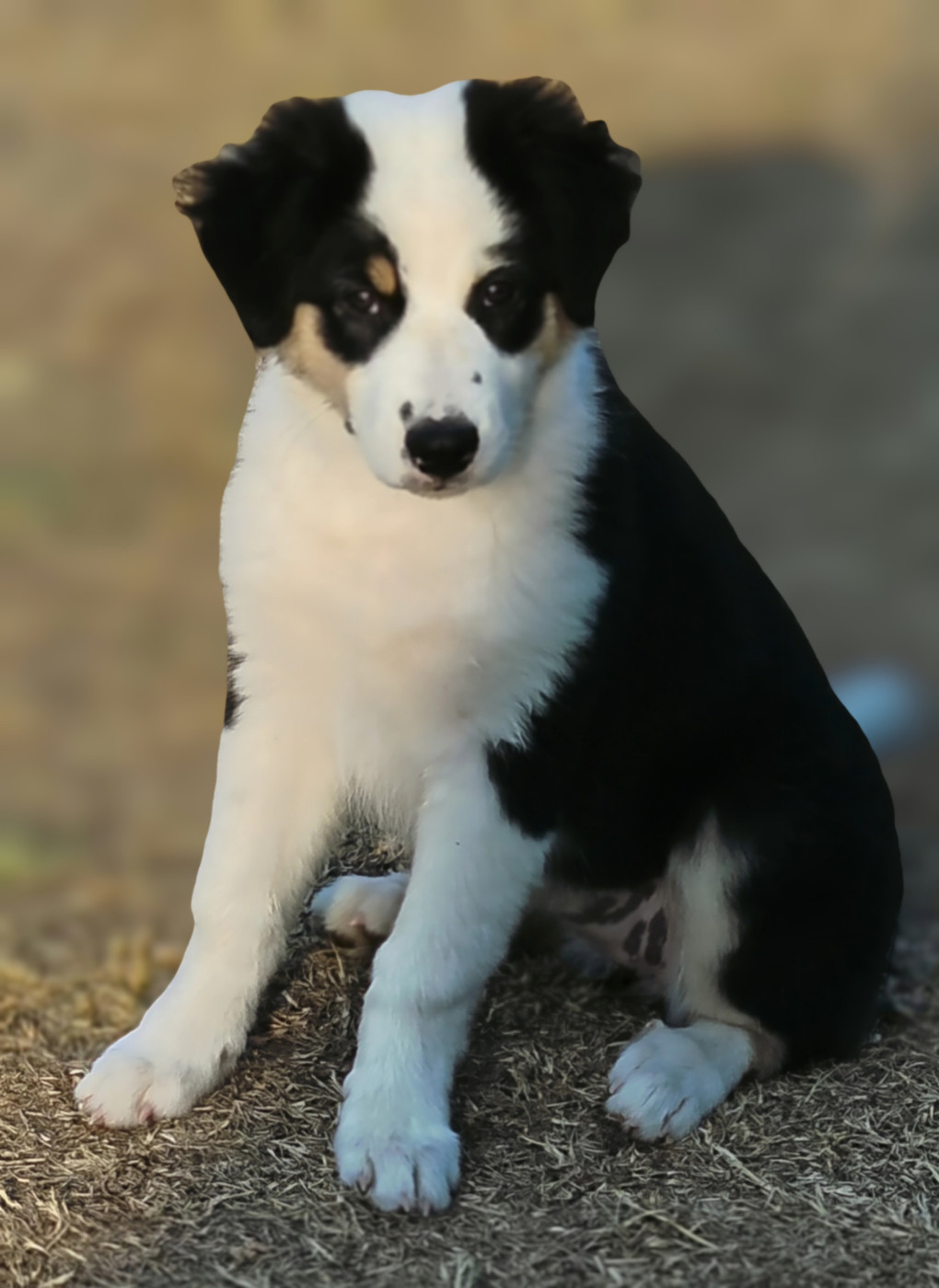 Gérald Mouraux - Chiots disponibles - Berger Australien